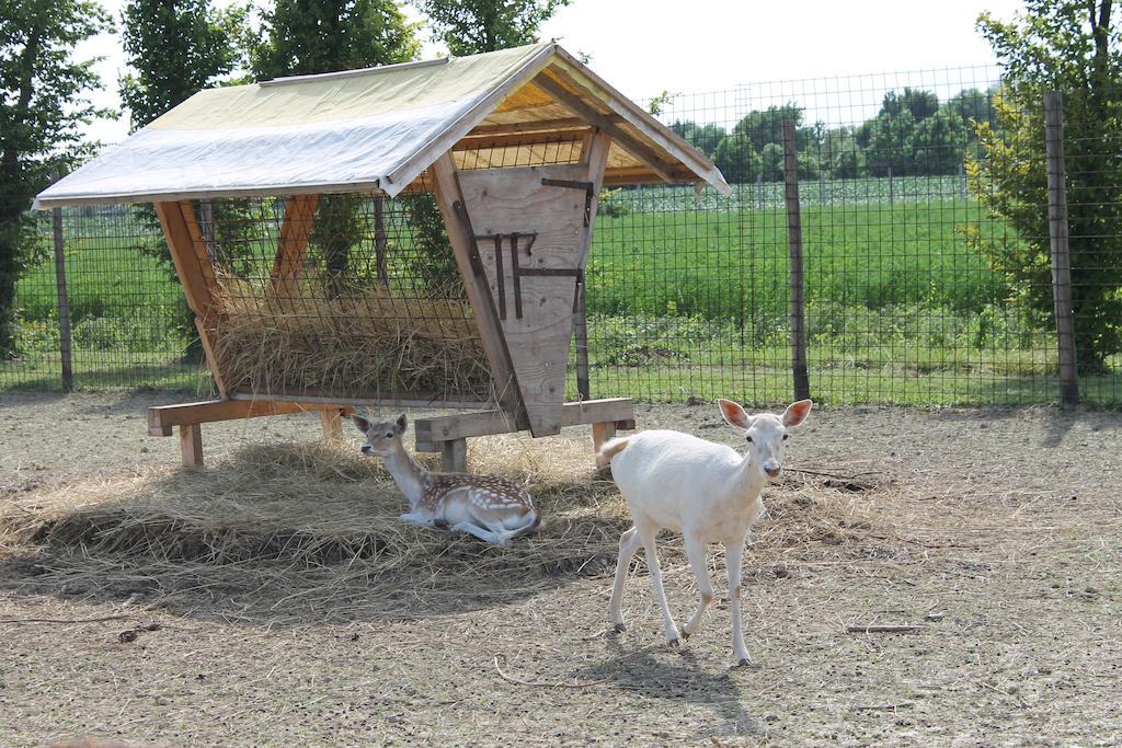 Agriturismo Nonna Rina Villa San Liberale Kültér fotó